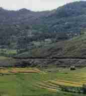 rice terrage in Bohol mountains